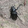 Lucanus cervus